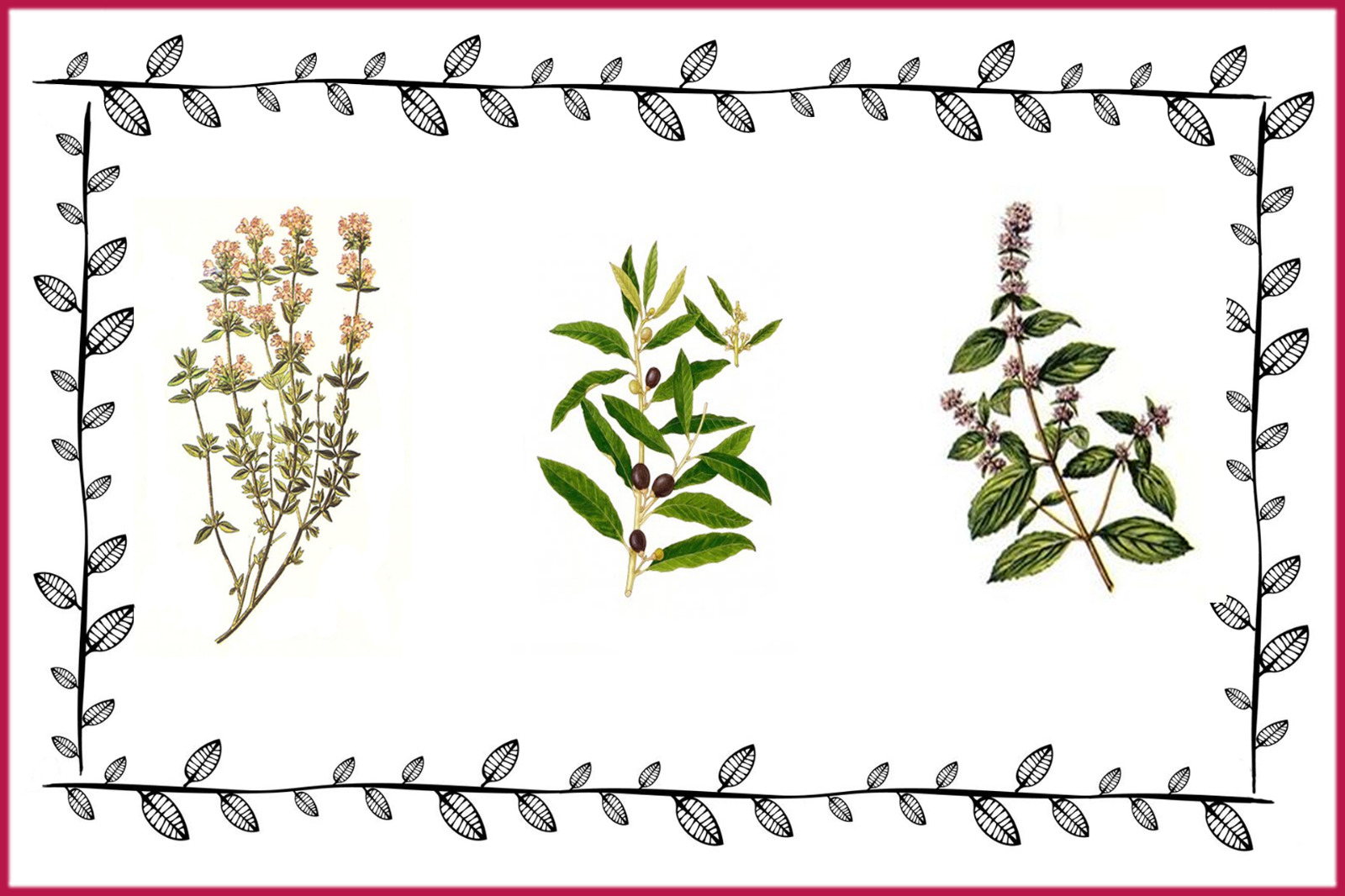 Fino al 31 dicembre 2021: L'erbario Etrusco all'ETRU