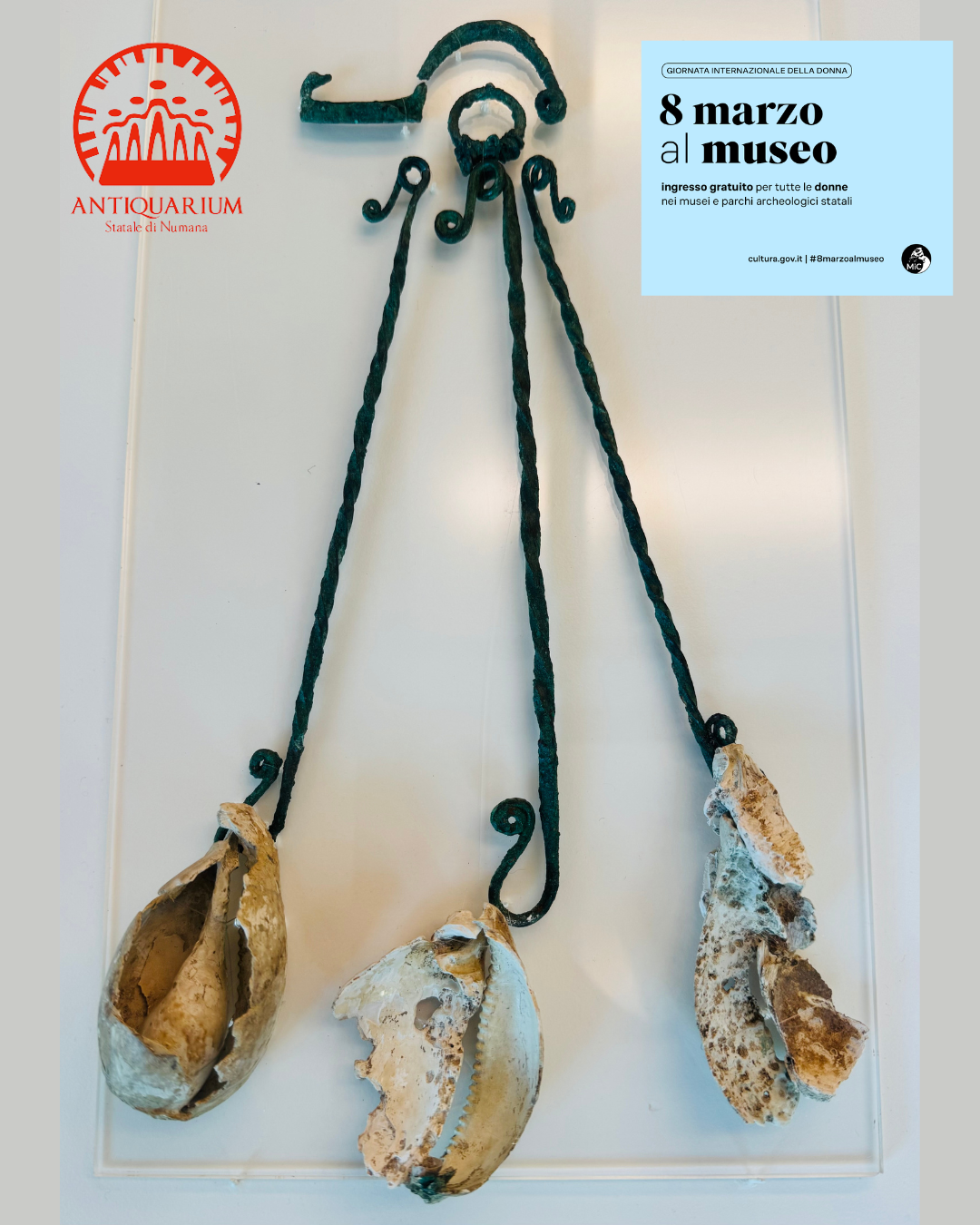 Cipree: le conchiglie della vita