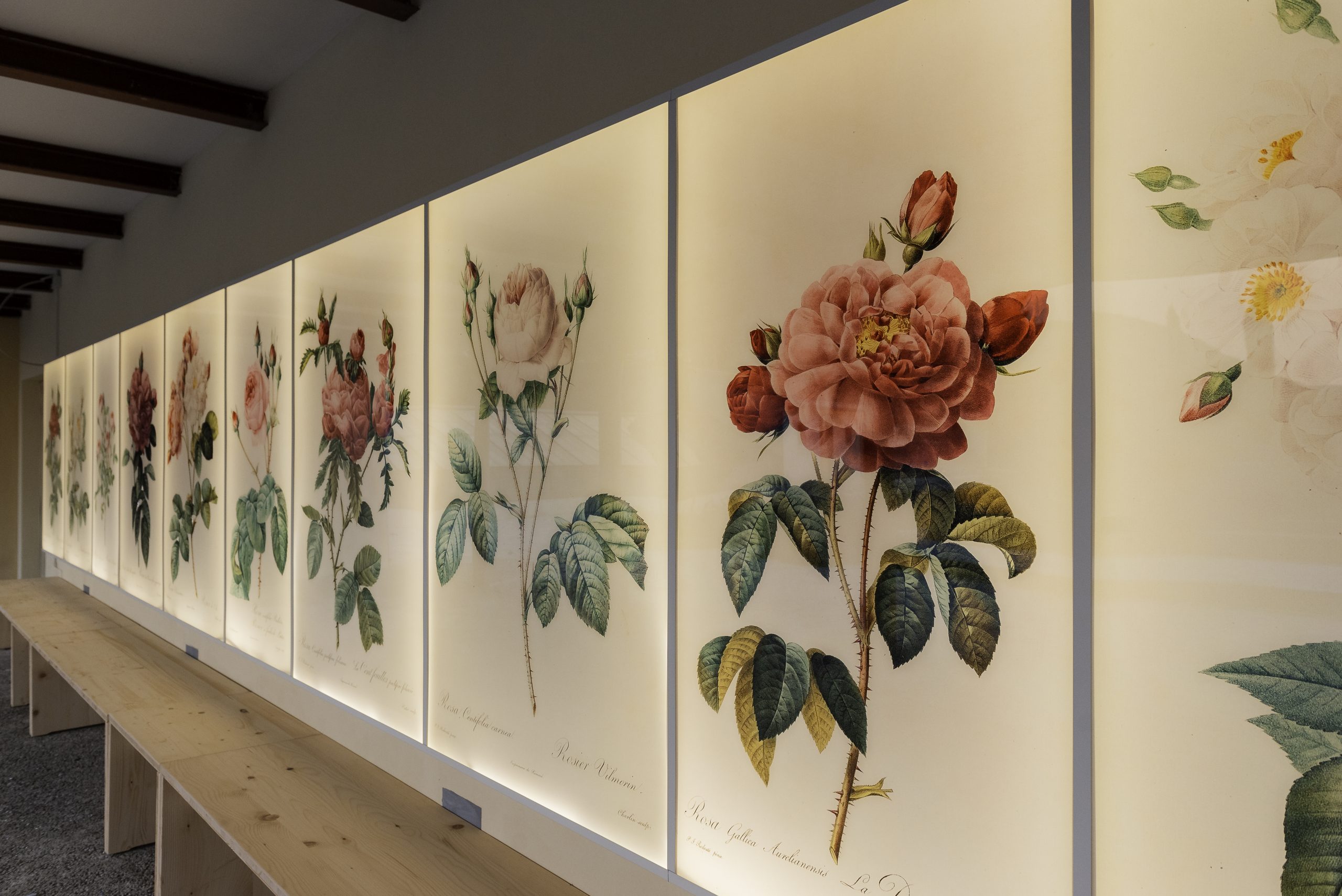 ILLUSTRARE LA NATURA