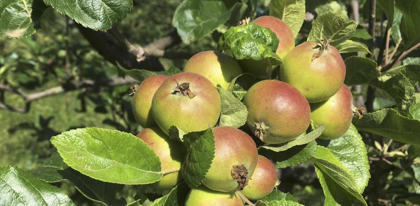 L'Abbazia di Vezzolano: tra orto e giardino