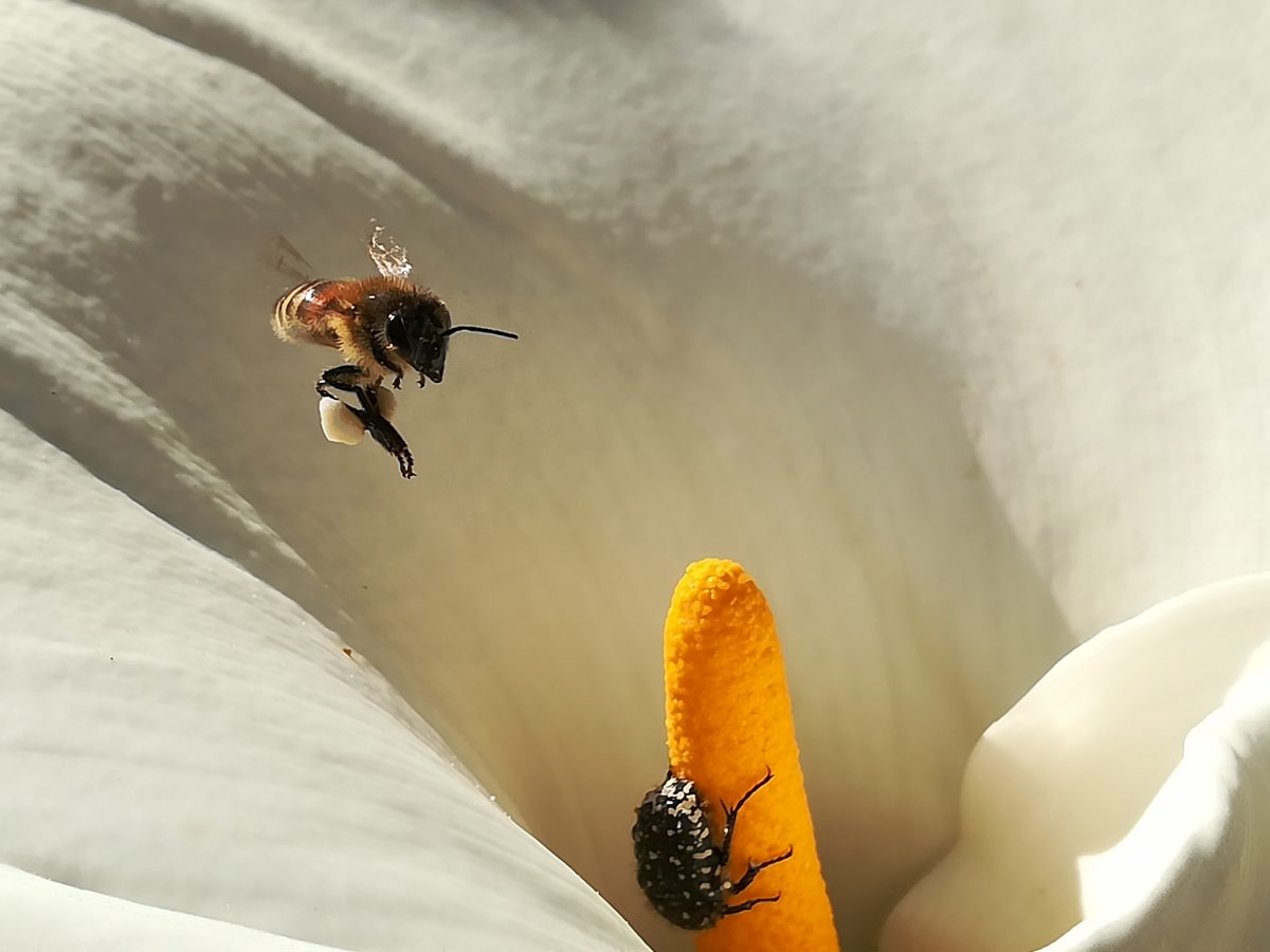 Coltivare nelle città il benessere di tutti