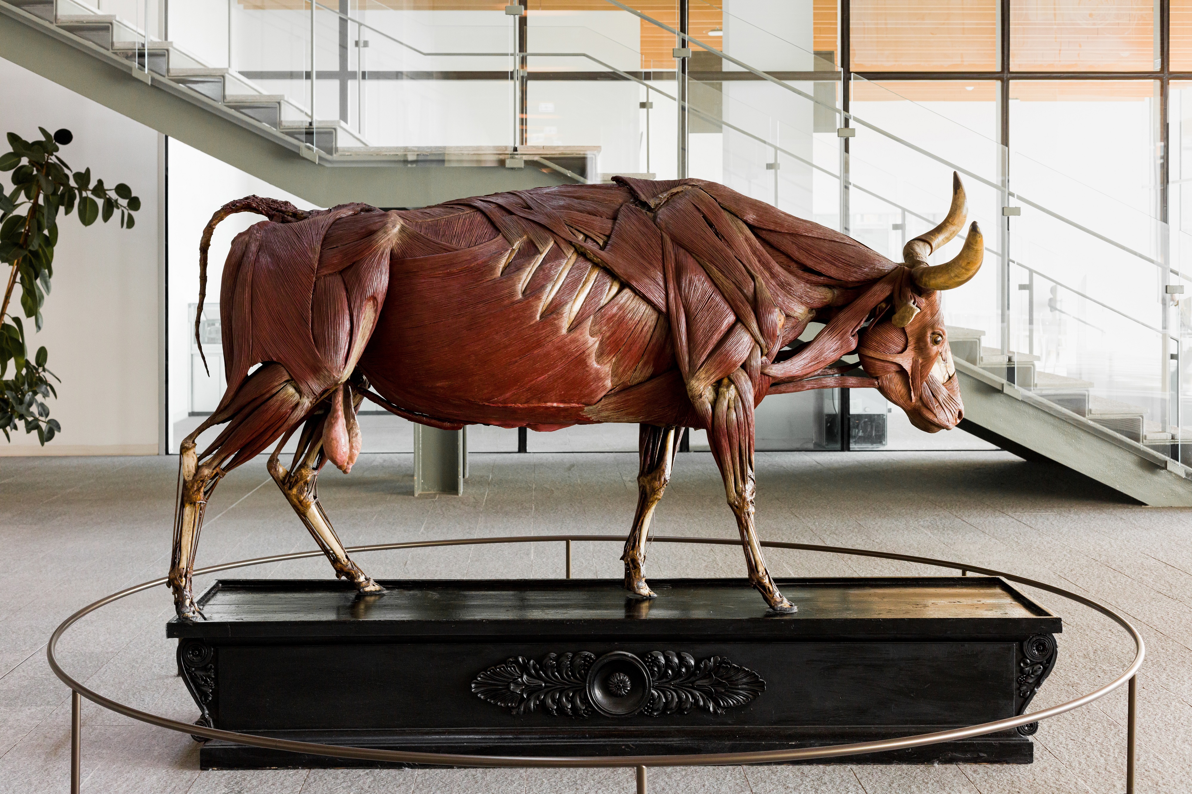 Museo di Scienze Veterinarie UNIMI: apertura straordinaria e visite guidate