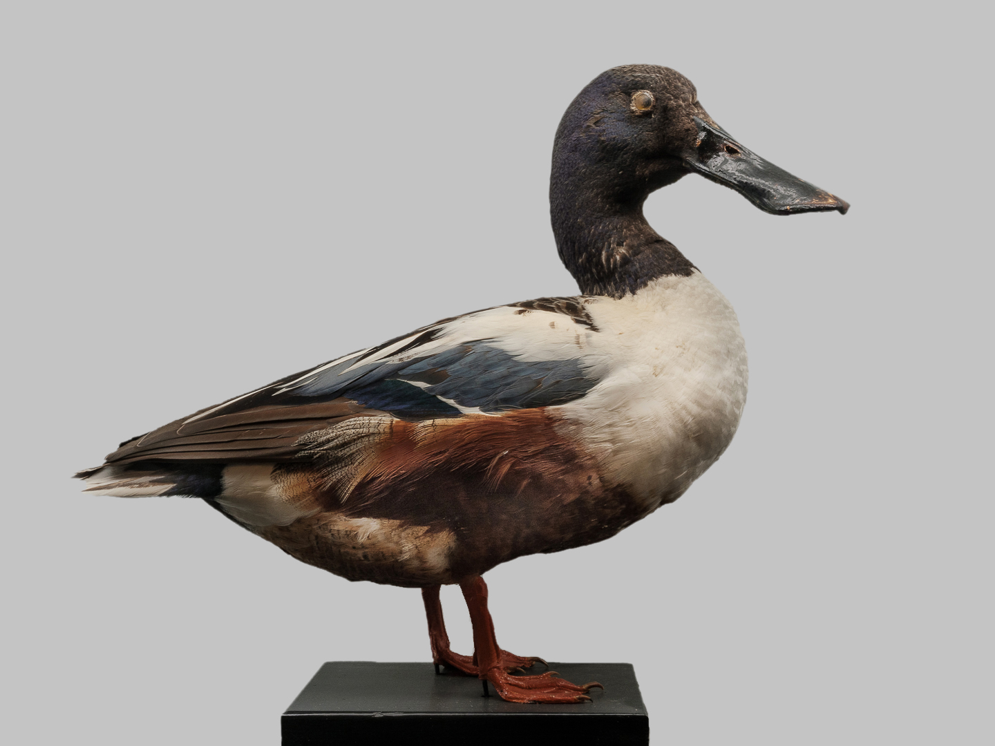 Architettura, l'arte di costruire