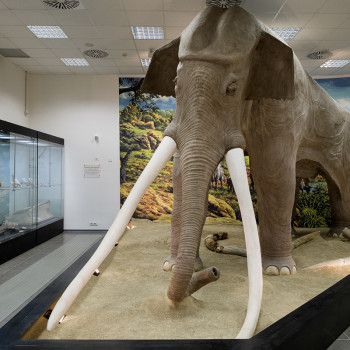 ricostruzione in scala 1.1 di un esemplare di Palaeoloxodon antiquus (elefante dalle zanne dritte) di 350.000 anni fa