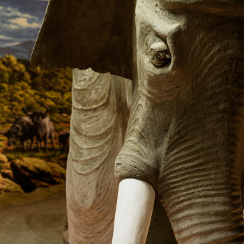 Particolare del  Palaeoloxodon antiquus