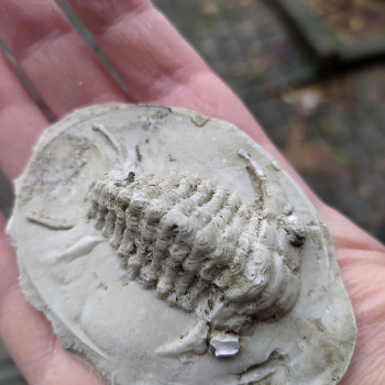 Laboratorio didattico: «Alla scoperta della paleontologia»