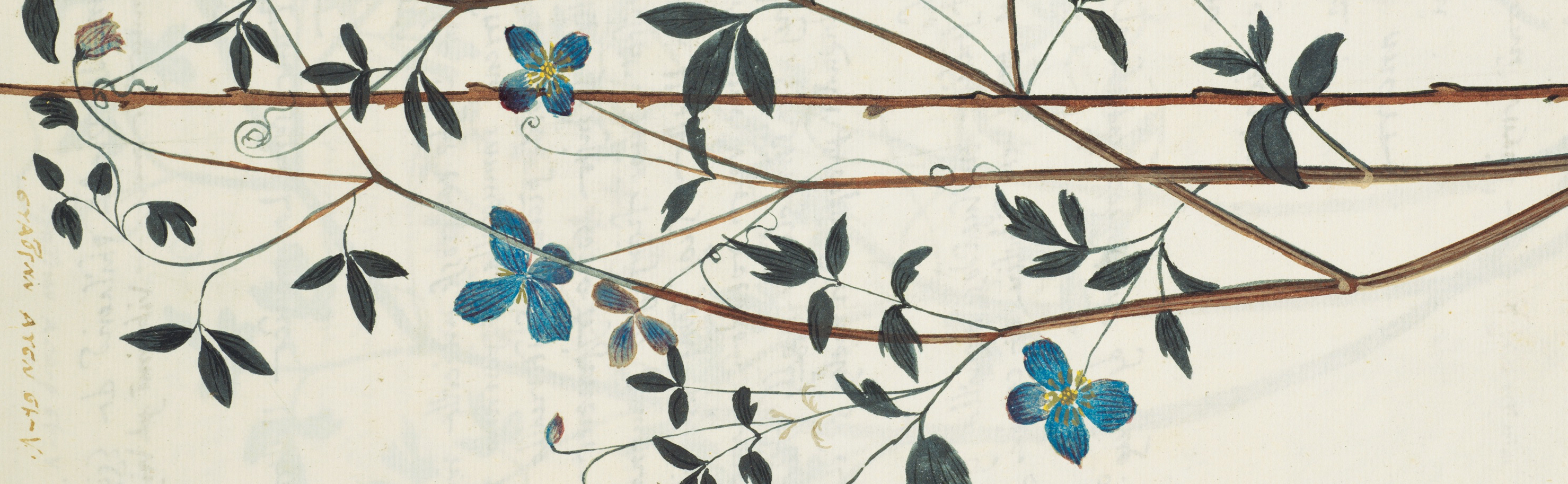 Convegno internazionale. MATERIA MEDICA E LIBRI, SALUTE E BELLEZZA NELLA PRIMA ETÀ MODERNA